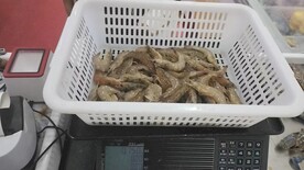 南美对虾