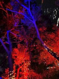 霓虹灯下的树叶
