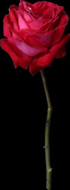 红色玫瑰花