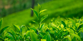 嫩绿色茶叶