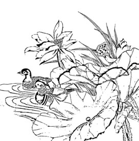 荷花线描
