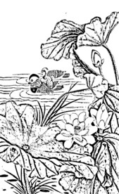 荷花线描