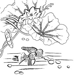 荷花线描
