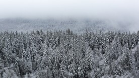 树林雪景