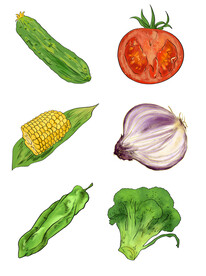 蔬菜插画