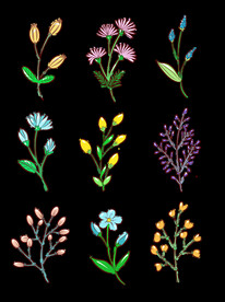 花草插画