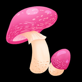 蘑菇