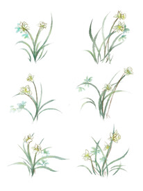 水仙 兰花