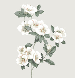 山茶花