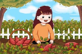 收地瓜 收红薯 起地瓜人物