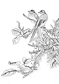 花鸟