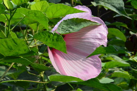 芙蓉葵 