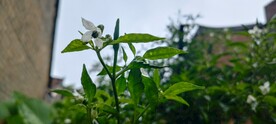 辣椒树