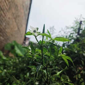辣椒树 