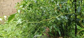 辣椒树 