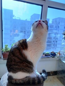 猫-抬头看