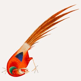 锦鸡