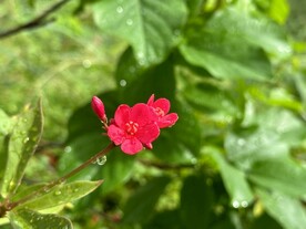 变叶珊瑚花