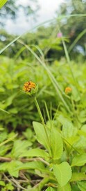 鬼钗草 