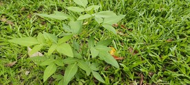  鸡麻