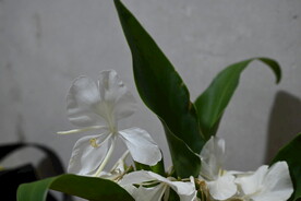 姜花