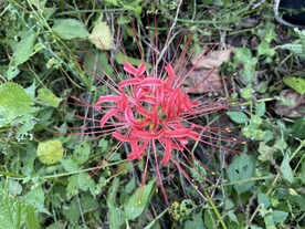 彼岸花 龙爪花 曼珠沙华