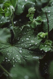 绿植露水