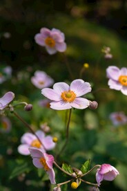 野棉花