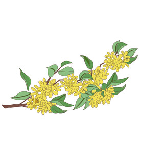 手绘桂花插画