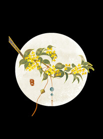 手绘桂花插画