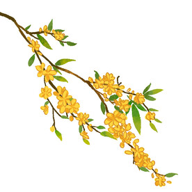 手绘桂花插画