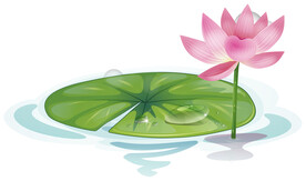 荷花油画