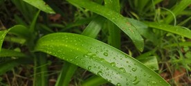 水鬼焦 