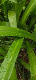 水鬼焦  