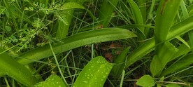 水鬼焦 