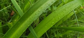 水鬼焦  