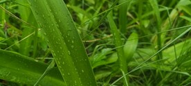 水鬼焦 