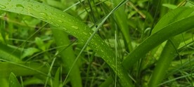 水鬼焦  