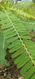 田菁 
