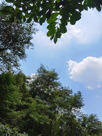 树枝与天空