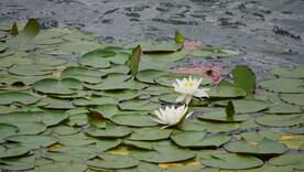 睡莲