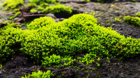 苔藓
