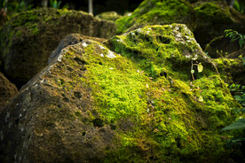 苔藓