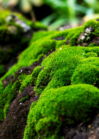 苔藓