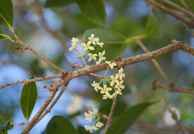 桂花