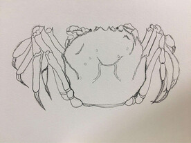 手绘螃蟹素材