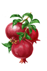 石榴插画