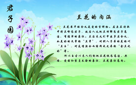 兰花