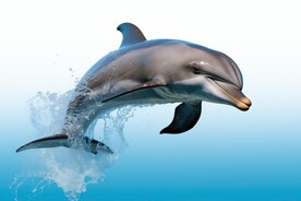 海豚