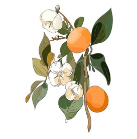 茶花